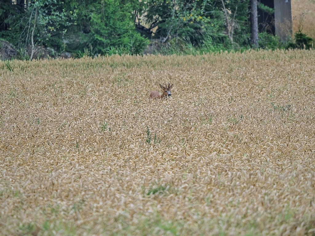 Leipävilja kasvaa Suomessa, typpi ei